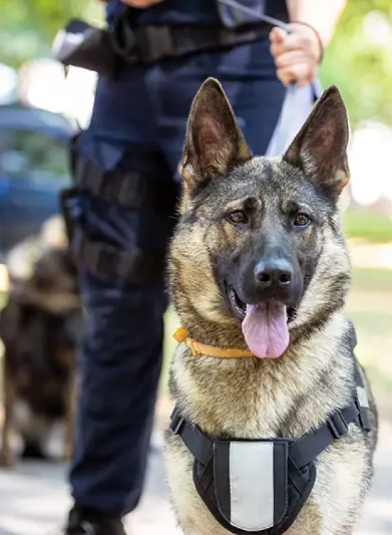 Police K9 dog with officers, indicating drug detection or police presence; handled by Lori Beck Law Office in Denver.